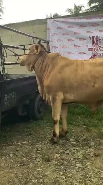  Qurban İnek Kurban Bayramı için Hazırlık Kurumu. Bogor, Endonezya - 22 Nisan 2025