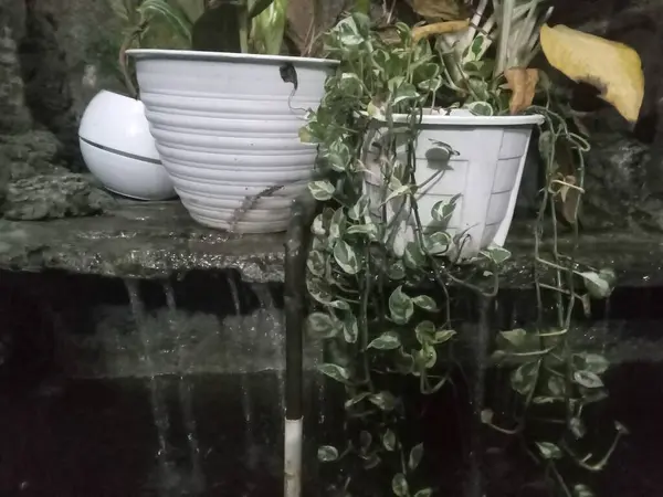Tropik Saksı Bitkileri, Su Feature 'dan. Bogor, Endonezya - 10 Mayıs 2025