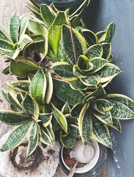 Sansevieria trifasciata bitkisi. Konteynırda yeşil-sarı yapraklar var.
