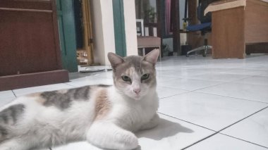 Beyaz Döşeme 'de Evde Dinlenen Kedi Alarmı