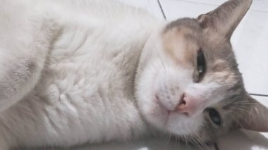 Uykucu Ev Kedisi Kapalı Kapalı Yerde Uzanıyor