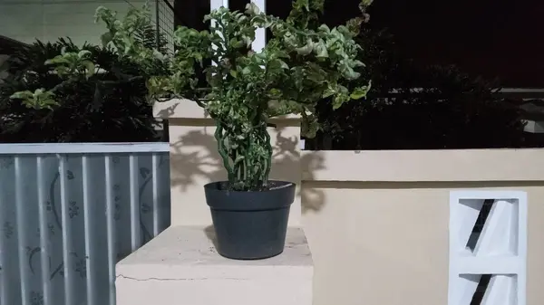 Gece Duvarında Siyah Saksıda Kıvırcık Süslü Bitki