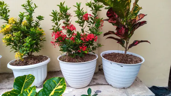 Ev ve Bahçe Dekorasyonu için Beyaz Saksılarda Güzel Süslü Bitkiler