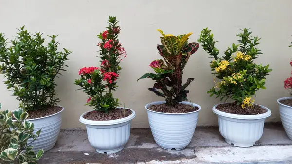 Bahçe ve Ev Dekorasyonu için Beyaz Saksılarda Renkli Süslü Bitkiler