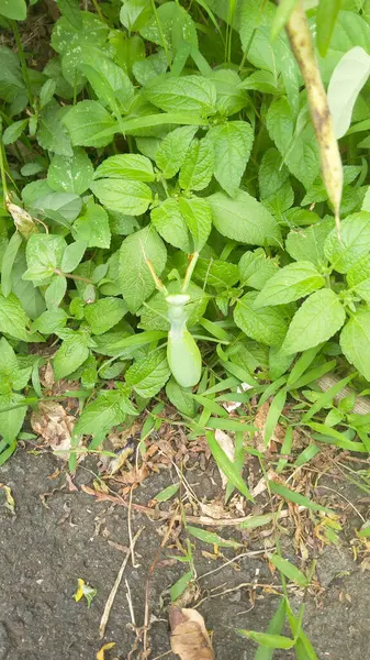 Yeşil Peygamberdevesi Taze Yeşil Yapraklar Doğal Yaşam Alanında