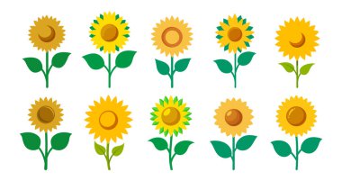 Premium projeler için ayçiçeği vektör grafikleri.