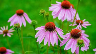 Kore 'de güzel pembe çiçekler