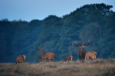 Danimarka 'nın başkenti Dyrehave Royal Park' ta sonbaharda sabah sisi sırasında azgın mevsimlerde kızıl bir geyik (Cervus elaphus). Denizin üzerinde gün doğumu ve gün batımı. Ağzından buhar çıkıyor..