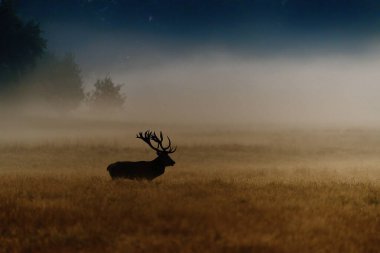 Danimarka 'nın başkenti Dyrehave Royal Park' ta sonbaharda sabah sisi sırasında azgın mevsimlerde kızıl bir geyik (Cervus elaphus). Denizin üzerinde gün doğumu ve gün batımı. Ağzından buhar çıkıyor..