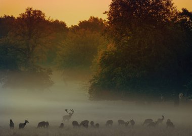 A red deer (Cervus elaphus) in rutting seasons loud trumpets during the morning haze in autumn in Dyrehave Royal Park, Denmark. Sunrise and sunset over the sea. Steam from the mouth. clipart