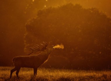 Danimarka 'nın başkenti Dyrehave Royal Park' ta sonbaharda sabah sisi sırasında azgın mevsimlerde kızıl bir geyik (Cervus elaphus). Denizin üzerinde gün doğumu ve gün batımı. Ağzından buhar çıkıyor..