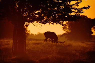 Danimarka 'nın başkenti Dyrehave Royal Park' ta sonbaharda sabah sisi sırasında azgın mevsimlerde kızıl bir geyik (Cervus elaphus). Denizin üzerinde gün doğumu ve gün batımı. Ağzından buhar çıkıyor..