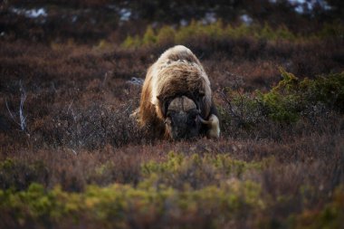 Northern muskox in winter mountains, natural winter habitat with snow, Dovrefjell National Park, Norway. Face to face a muskrat. Muskox fight. Wild muskox in the mountains. A wild scene from nature clipart