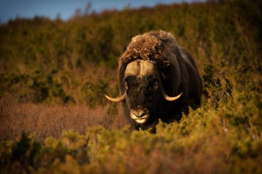 Kuzey muskox kış dağlarında, doğal karlı kış ortamı, Dovrefjell Ulusal Parkı, Norveç. Bir misk faresiyle karşı karşıya. Muskox dövüşü. Dağlarda vahşi miskox. Doğadan vahşi bir sahne.