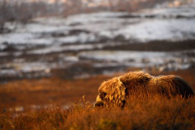 Northern muskox in winter mountains, natural winter habitat with snow, Dovrefjell National Park, Norway. Face to face a muskrat. Muskox fight. Wild muskox in the mountains. A wild scene from nature clipart