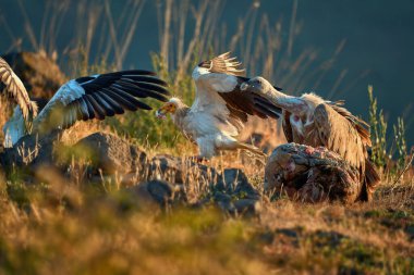 Griffon akbabası (Gyps fulvus) büyük bir yırtıcı kuş. Bulgaristan 'ın dağlarında vahşi akbabalar. Madzharovo, Doğu Rhodopes. Leş yiyiciler gün doğumunda beslenir. Doğada vahşi yaşam sahnesi.