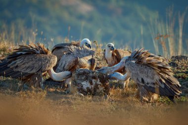 Griffon akbabası (Gyps fulvus) büyük bir yırtıcı kuş. Bulgaristan 'ın dağlarında vahşi akbabalar. Madzharovo, Doğu Rhodopes. Leş yiyiciler gün doğumunda beslenir. Doğada vahşi yaşam sahnesi.
