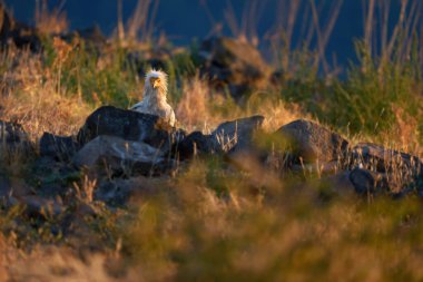 Leş yiyen akbaba (Neophron percnopterus) yırtıcı bir kuştur. Leş, memeli cesetleri ile besleniyorlar. Madzharovo, Doğu Rhodopes. Doğada vahşi yaşam sahnesi. Bulgaristan 'ın dağlarında gün doğumu.