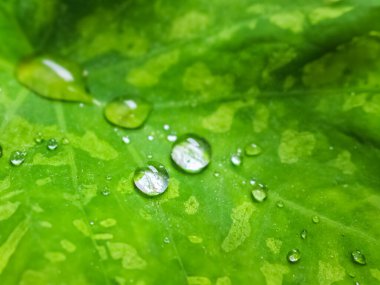 Kapalı yeşil yaprak ile su damlaları