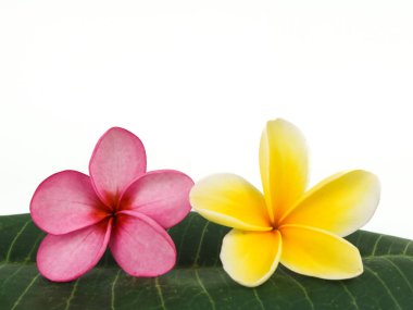 Close up Plumeria Alba or Frangipani isolated on white background clipart