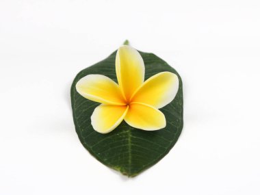 Close up Plumeria Alba or White Frangipani isolated on white background clipart