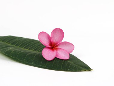 Beyaz arka planda izole edilmiş Plumeria Alba veya White Frangipani 'yi kapat