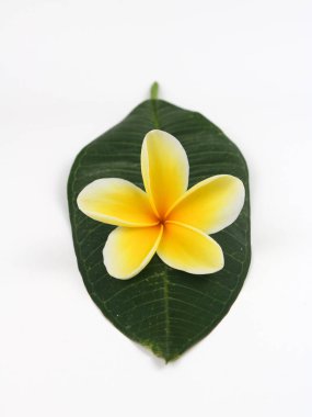 Close up Plumeria Alba or White Frangipani isolated on white background clipart