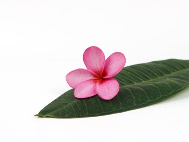 Beyaz arka planda izole edilmiş Plumeria Alba veya White Frangipani 'yi kapat