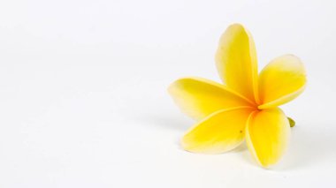 Beyaz arka planda izole edilmiş Plumeria Alba veya White Frangipani 'yi kapat