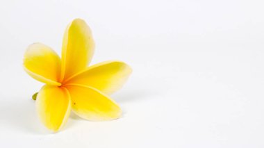 Beyaz arka planda izole edilmiş Plumeria Alba veya White Frangipani 'yi kapat