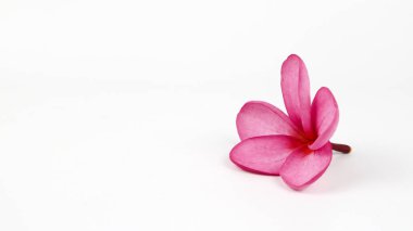 Beyaz arka planda izole edilmiş Plumeria Alba veya White Frangipani 'yi kapat