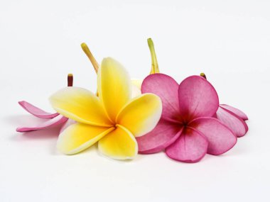 Beyaz arka planda izole edilmiş Plumeria Alba veya White Frangipani 'yi kapat