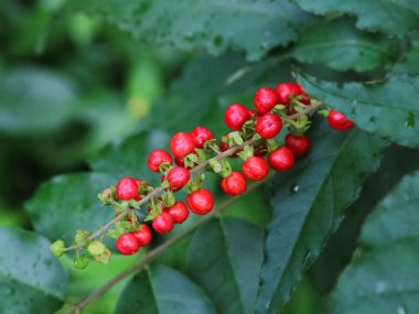 Rivina humilis, Petiveriaceae familyasından bir bitki türü.
