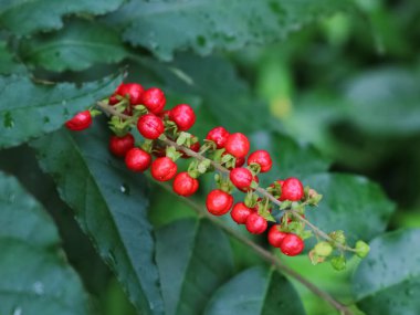 Rivina humilis, Petiveriaceae familyasından bir bitki türü.