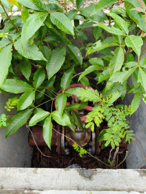 Paslı metal kapakçık ve boru sistemi beton bir kutunun içinde. Yaprak şekilleri ve boyutları da dahil olmak üzere yoğun yeşil yapraklar, tamamen etrafını sarar ve kısmen kapakçığı kapatır.