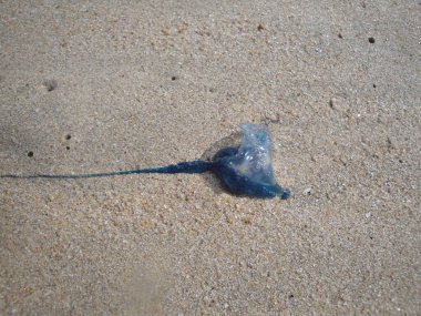 Portekizli Savaş Adamı Sandy Beach 'te mahsur kaldı