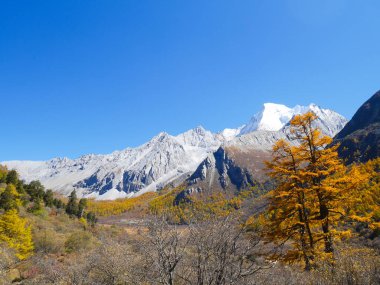 Dağ doruklarına kar kaplı ve Yading doğa rezerv, Sichuan, Çin'de sonbahar yaprakları. Kar dağ manzarası.