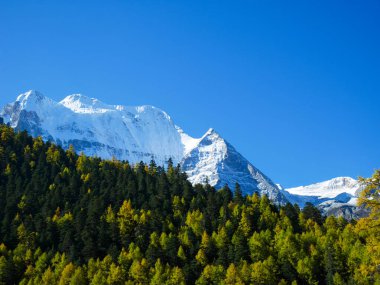 Snow covered mountain peaks with colorful autumn leaves in Yading Nature Reserve, Sichuan, China. Snow mountain landscape. clipart