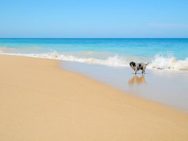 Kumsalda yürüyen ıslak tüylü köpek. Kopya alanı.