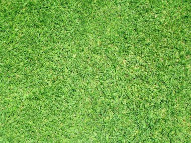 Taze yeşil çimen arka planı