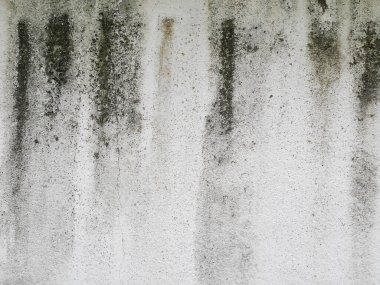 Mold on white wall background