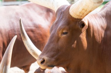 Kahverengi saçlı Ankole-Watusi sığırlarının başı