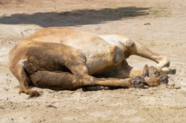 Deve güneşli kumda yatıyor.