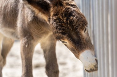 Güneşin altında beyaz burunlu kahverengi eşek kokluyor.