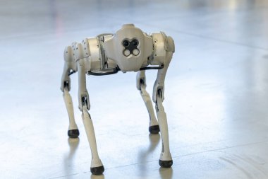 Gri askeri robot köpek gösteride