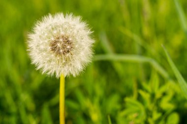 Karahindiba (Taraxacum) tohum başlığı ilkbaharda yeşil arkaplan ile yakın plan