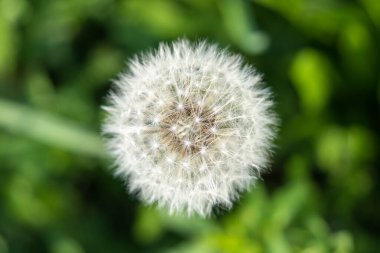 Karahindiba (Taraxacum) tohum başlığı ilkbaharda yeşil arkaplan ile yakın plan