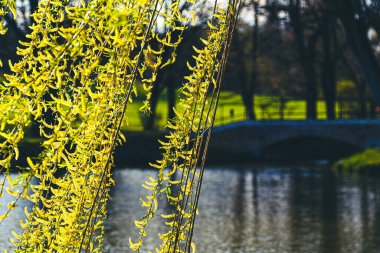 Baharda sarı söğüt dalları