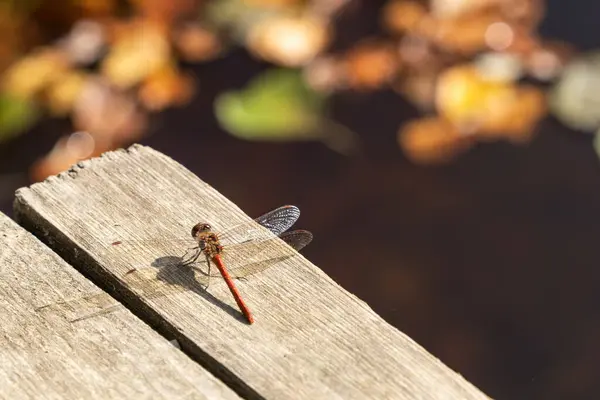Kırmızı yusufçuk, lanet olası darter (Sympetrum sanguineum) ağaç kütüğünde dinleniyor