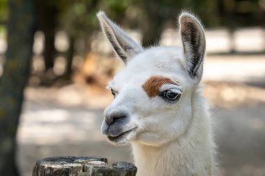 Açık renk saçlı lama (Lama gma) baş portresi